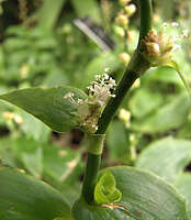 Callisia guerrerensis