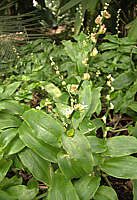 Callisia guerrerensis