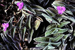 Tradescantia sillamontana