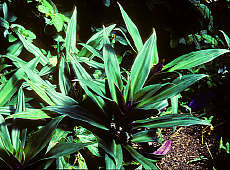 Tradescantia spathacea