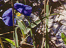 Commelina erecta