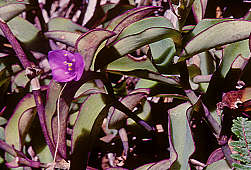 Tradescantia micrantha