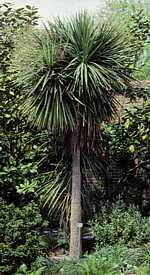 Cordyline australis