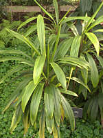 Cordyline canniifolia