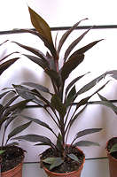 Cordyline fructicosa cv. tango