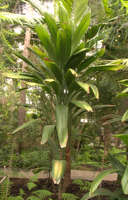 Cordyline petiolaris