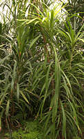 Cordyline stricta