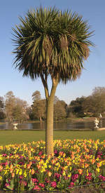 Cordyline australis