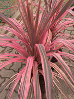 Cordyline australis cv. Southern Splendour