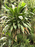 Cordyline fructicosa