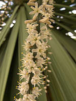 Cordyline australis flowers