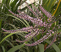 Cordyline stricta flower