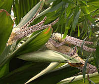 Cordyline petiolaris flowers