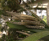 Cordyline fructicosa flowers