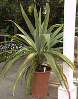 Cordyline indivisa