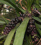 Cordyline stricta berries