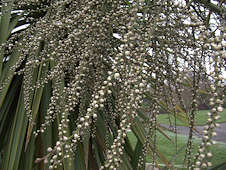 Cordyline australis berries