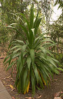 Cordyline  obtecta