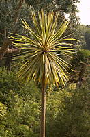 Cordyline australis cv. Torbay dazzler