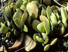 Adromischus maximus