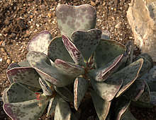 Adromischus  triflorus