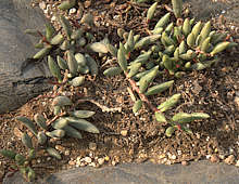 Adromischus filicaulis ssp marlothii