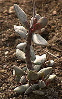 Adromischus hemispaericus