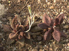 Adromischus marianiae 'herrei'