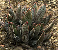 Adromischus trigynus