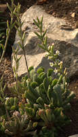 Adromischus poelnitzionus