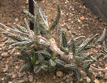 Adromischus marianiae 'antidorcatum'