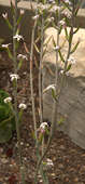 Adromischus  triflorus