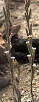 Adromischus nussbaumerianus