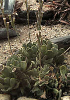 Adromischus nussbaumerianus