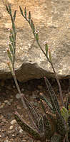 Adromischus marianiae 'antidorcatum'