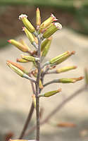 Adromischus hemispaericus