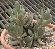 Adromischus sphenophyllus