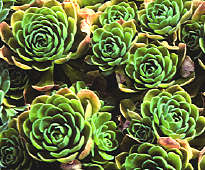 Aeonium decorum