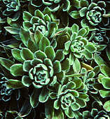 Aeonium sp. (goodii?)