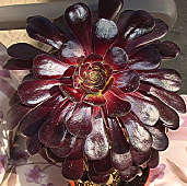 Aeonium arboreum cv. Schwartzkopf - Photo: Cherry Trenge 2003