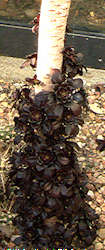 Aeonium arboreum cv. Schwartzkopf offsetting along stem