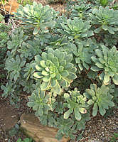 Aeonium haworthii
