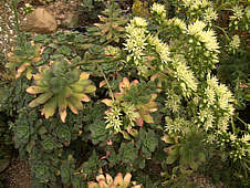 Aeonium haworthii flower