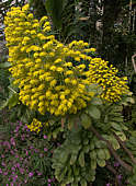 Aeonium undulatum flower