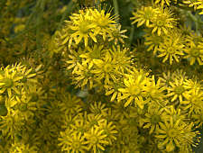 Aeonium undulatum flower