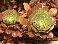 Aeonium leucoblepharum