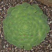 Aeonium tabuliforme