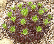 Aeonium simsii x schwarzkopf