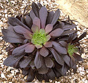 Aeonium x 'Poldark'