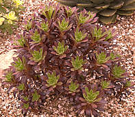 Aeonium x 'Logan Rock'